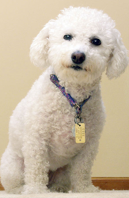 Daisy