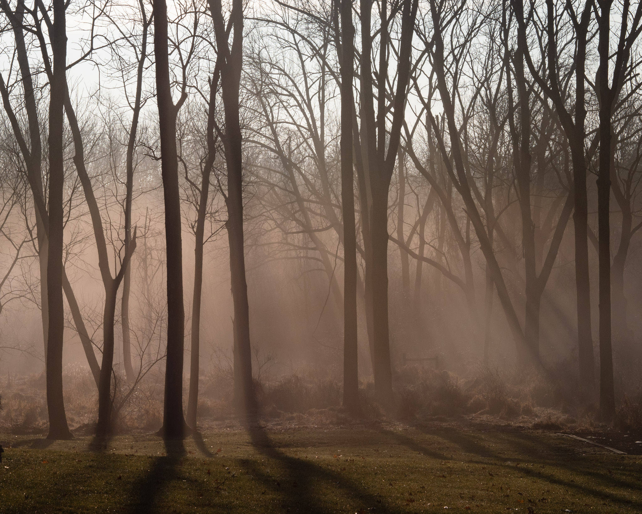 Foggy Trees, Readington, NJ