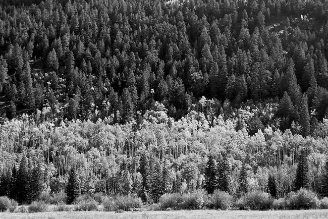 Aspen Trees, Aspen, Colorado